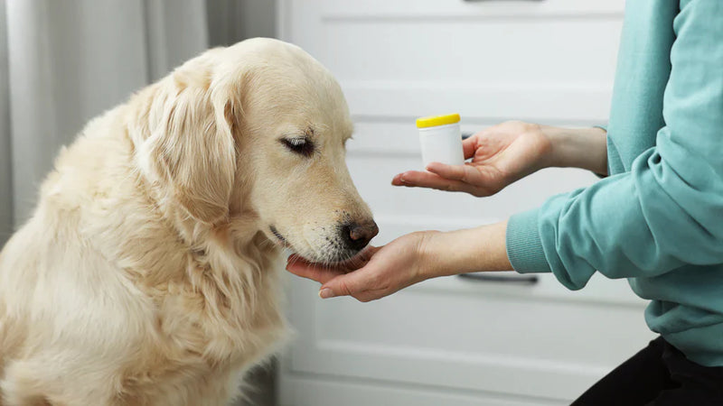 Best Joint Supplement for Dogs & More - Capsuline