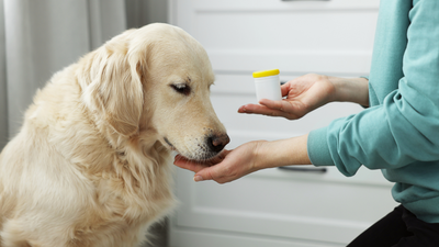 Suplementos esenciales para su perro: lo que necesita saber