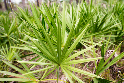 Benefici del palmetto segata