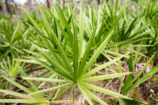 Benefits of Saw Palmetto - Capsuline