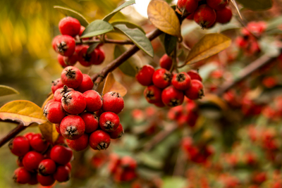 Health Benefits of Hawthorn Berry