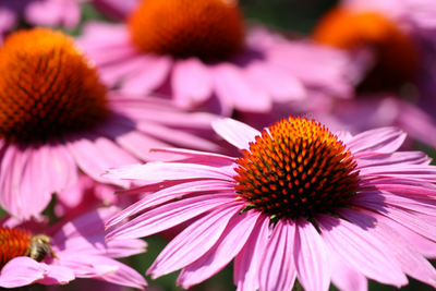 I benefici della echinacea