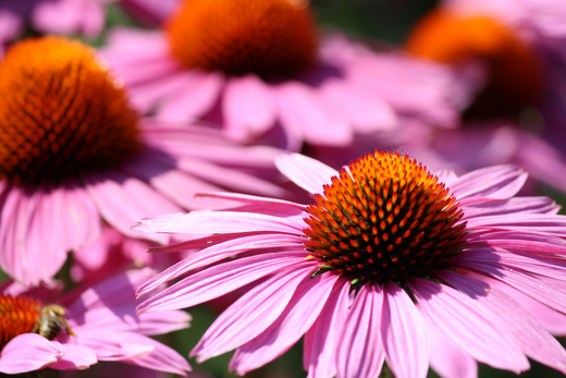 The benefits of Echinacea - Capsuline