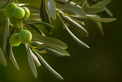 Hoja de oliva