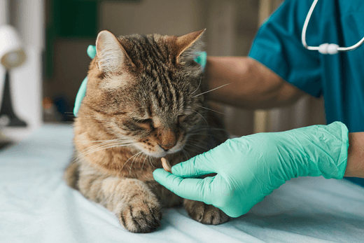 Why Capsules? By Certified Cat Behavior Consultant, Ingrid Johnson - Capsuline